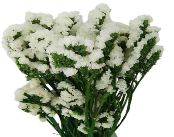 Fresh Cut Statice Limonium Forget Me Not A Grade Filler Flowers Wholesale from Yunnan Kunming Cold Chain Export
