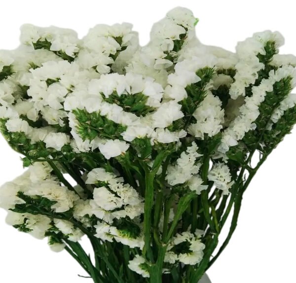 Fresh Cut Statice Limonium Forget Me Not A Grade Filler Flowers Wholesale from Yunnan Kunming Cold Chain Export