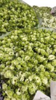 Premium Fresh Cut  Lisianthus Green Eustoma Wholesale Yunnan For Wedding Bouquets