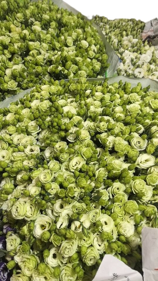 Premium Fresh Cut  Lisianthus Green Eustoma Wholesale Yunnan For Wedding Bouquets
