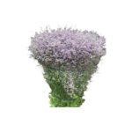 Fresh Cut Statice Limonium A Grade Filler Flowers Wholesale from Yunnan Kunming Cold Chain Export