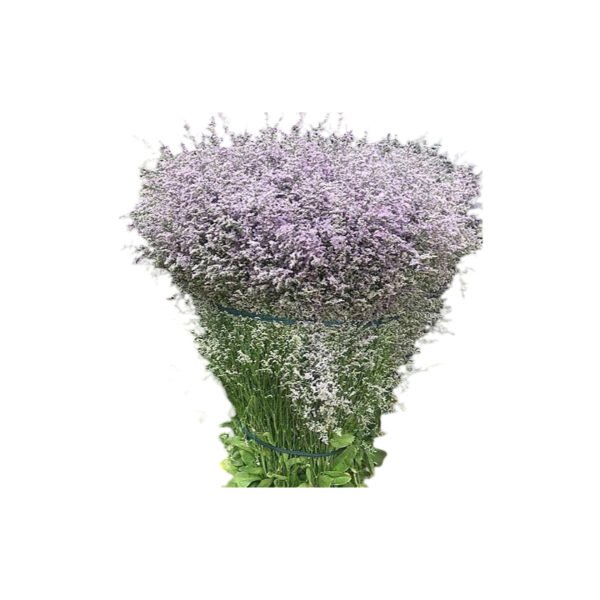 Fresh Cut Statice Limonium A Grade Filler Flowers Wholesale from Yunnan Kunming Cold Chain Export