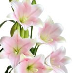 Premium Fresh Cut Lilies Light Pink Lily Wholesale Yunnan For Wedding Bouquets, Event Centerpieces & Hotel Florals