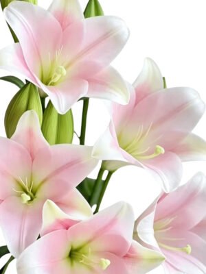 Premium Fresh Cut Lilies Light Pink Lily Wholesale Yunnan For Wedding Bouquets, Event Centerpieces & Hotel Florals