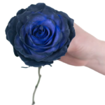 Fresh Cut Painted Roses Flowers Decorative Wholesale Cold Chain Supply from Yunnan Kunming