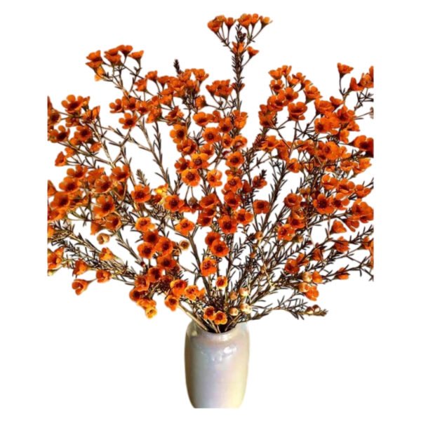 Premium Fresh Cut Wintersweet  A Grade Wax Flowers Wholesale from Yunnan Kunming Cold Chain Export