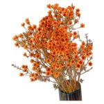 Premium Fresh Cut Wintersweet  A Grade Wax Flowers Wholesale from Yunnan Kunming Cold Chain Export
