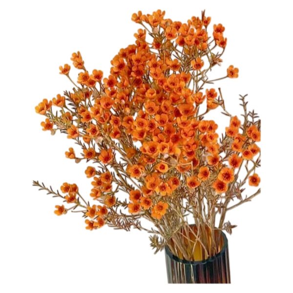 Premium Fresh Cut Wintersweet  A Grade Wax Flowers Wholesale from Yunnan Kunming Cold Chain Export