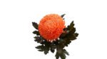 Fresh Cut Chrysanthemum Pink Peony Chrysanthemum Wholesale Yunnan Wedding Bouquet Filler Flowers