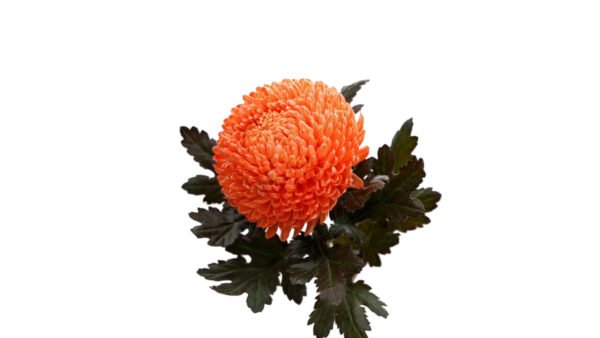 Fresh Cut Chrysanthemum Pink Peony Chrysanthemum Wholesale Yunnan Wedding Bouquet Filler Flowers