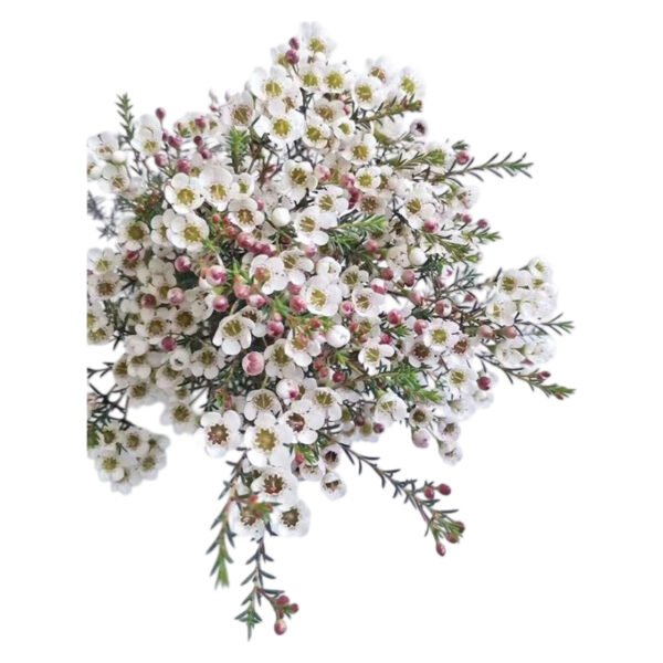 Premium Fresh Cut Wintersweet  A Grade Wax Flowers Wholesale from Yunnan Kunming Cold Chain Export
