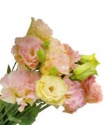 Premium Fresh Cut  Lisianthus Champagne Eustoma Wholesale Yunnan For Wedding Bouquets