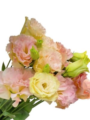 Premium Fresh Cut  Lisianthus Champagne Eustoma Wholesale Yunnan For Wedding Bouquets