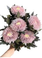 Fresh Cut Chrysanthemum Pink Peony Chrysanthemum Wholesale Yunnan Wedding Bouquet Filler Flowers