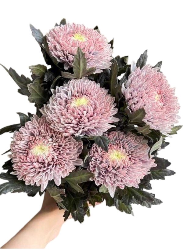 Fresh Cut Chrysanthemum Pink Peony Chrysanthemum Wholesale Yunnan Wedding Bouquet Filler Flowers
