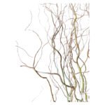 Fresh Cut Salix Green Foliage & Greenery Filler Leaves Assorted Decorative Green Branches Wholesale Cold Chain Supply from Yunnan Kunmin