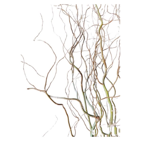 Fresh Cut Salix Green Foliage & Greenery Filler Leaves Assorted Decorative Green Branches Wholesale Cold Chain Supply from Yunnan Kunmin