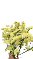 Fresh Cut Statice Limonium Forget Me Not A Grade Filler Flowers Wholesale from Yunnan Kunming Cold Chain Export