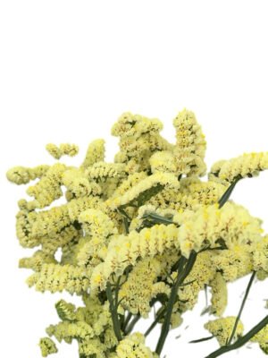 Fresh Cut Statice Limonium Forget Me Not A Grade Filler Flowers Wholesale from Yunnan Kunming Cold Chain Export
