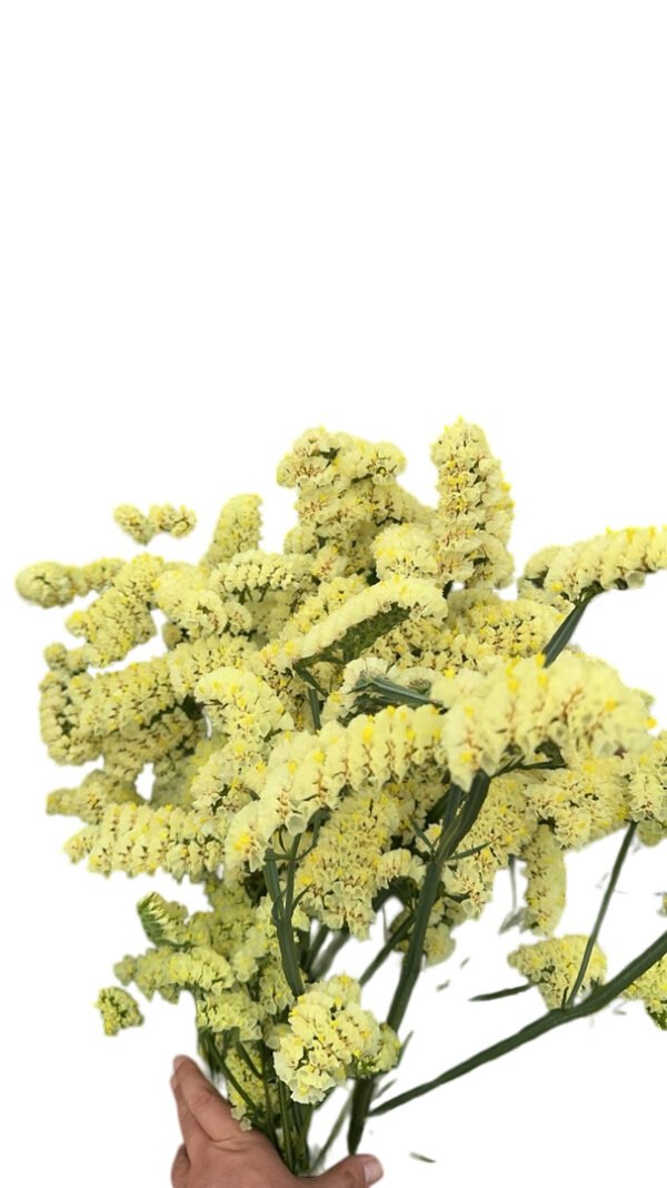 Fresh Cut Statice Limonium Forget Me Not A Grade Filler Flowers Wholesale from Yunnan Kunming Cold Chain Export
