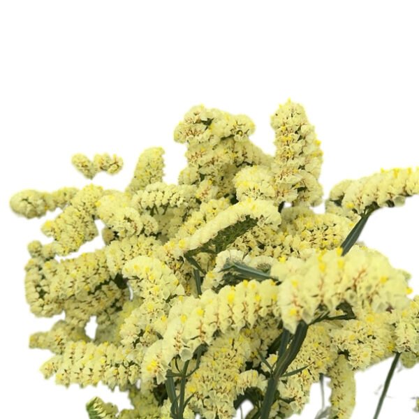 Fresh Cut Statice Limonium Forget Me Not A Grade Filler Flowers Wholesale from Yunnan Kunming Cold Chain Export