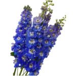 Fresh Cut Delphinium Filler Flowers Decorative Wholesale Cold Chain Supply from Yunnan Kunming