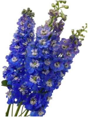 Fresh Cut Delphinium Filler Flowers Decorative Wholesale Cold Chain Supply from Yunnan Kunming