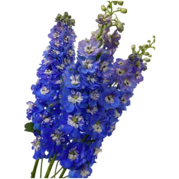 Fresh Cut Delphinium Filler Flowers Decorative Wholesale Cold Chain Supply from Yunnan Kunming
