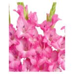 Fresh Cut Gladiolus A Grade Long Stem Cut Flowers Wholesale Cold Chain Export Globally