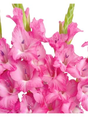 Fresh Cut Gladiolus A Grade Long Stem Cut Flowers Wholesale Cold Chain Export Globally