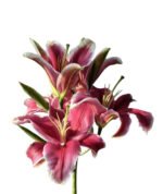 Premium Fresh Cut Lilies Red Lily Wholesale Yunnan For Wedding Bouquets, Event Centerpieces & Hotel Florals