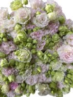 Premium Fresh Cut  Lisianthus Bi-color Eustoma Wholesale Yunnan For Wedding Bouquets