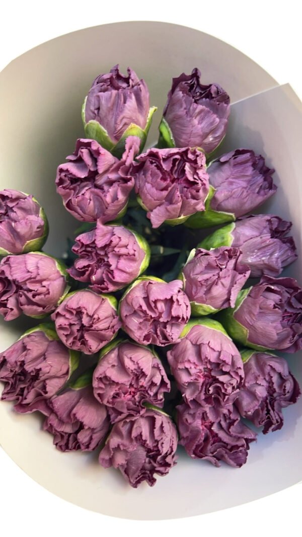 Fresh Cut Carnations Dianthus Supplier China Yunnan Bulk Export For Overseas Flower Importers