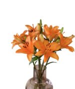 Premium Fresh Cut Lilies Orange Lily Wholesale Yunnan For Wedding Bouquets, Event Centerpieces & Hotel Florals