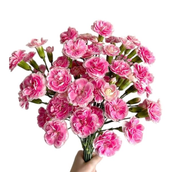 Premium Fresh Cut Lily Wholesale Yunnan For Minimalist Modern Wedding Bouquets
