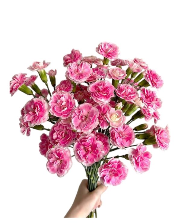 Premium Fresh Cut Lily Wholesale Yunnan For Minimalist Modern Wedding Bouquets