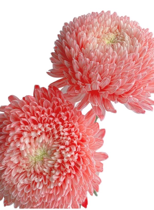 Fresh Cut Chrysanthemum Pink Peony Chrysanthemum Wholesale Yunnan Wedding Bouquet Filler Flowers