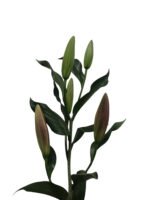 Premium Fresh Cut Lilies Wholesale Yunnan For Wedding Bouquets, Event Centerpieces & Hotel Florals