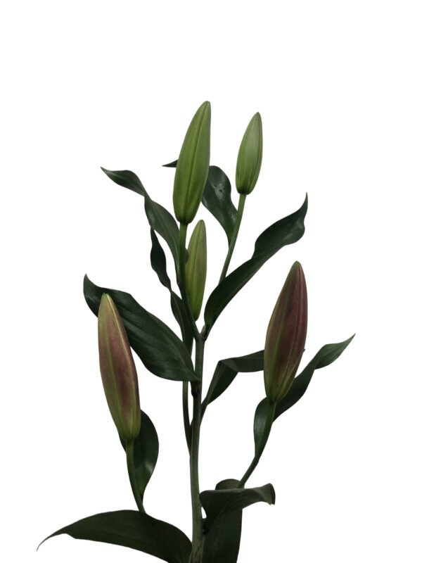 Premium Fresh Cut Lilies Wholesale Yunnan For Wedding Bouquets, Event Centerpieces & Hotel Florals