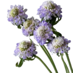 Fresh Cut Snapdragon Scabiosa Filler Flowers Decorative Wholesale Cold Chain Supply from Yunnan Kunming