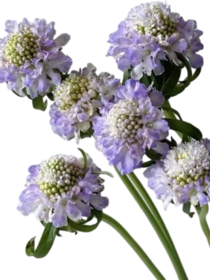 Fresh Cut Snapdragon Scabiosa Filler Flowers Decorative Wholesale Cold Chain Supply from Yunnan Kunming