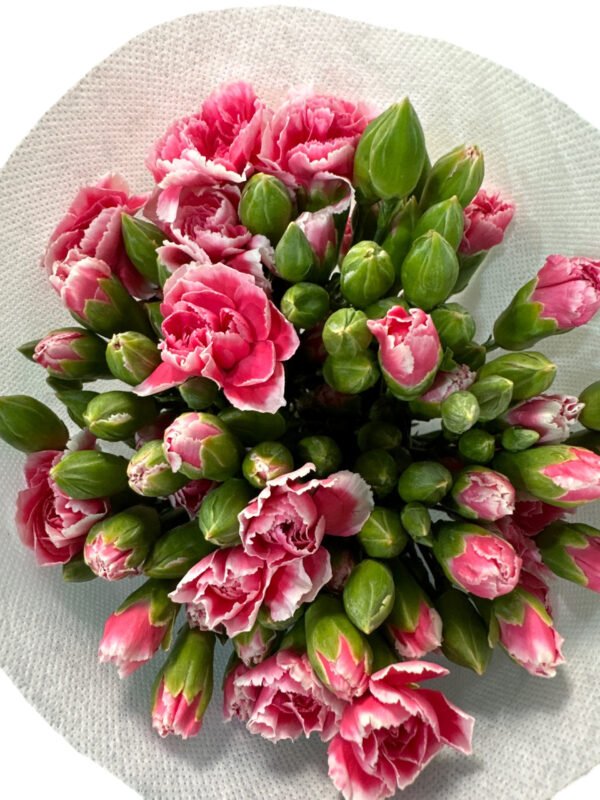 Premium Fresh Cut Lily Wholesale Yunnan For Minimalist Modern Wedding Bouquets