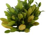 Premium Fresh Cut Lilies Orange Lily Wholesale Yunnan For Wedding Bouquets, Event Centerpieces & Hotel Florals