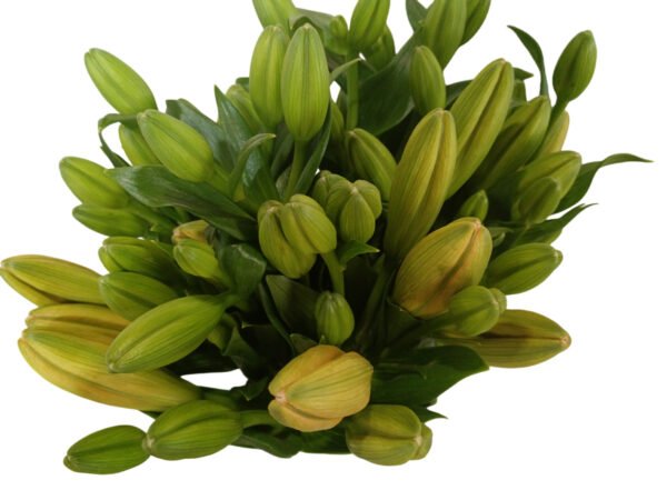 Premium Fresh Cut Lilies Orange Lily Wholesale Yunnan For Wedding Bouquets, Event Centerpieces & Hotel Florals