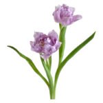 Fresh Cut Tulips A Grade Long Stem Cut Flowers Wholesale Cold Chain Export Globally
