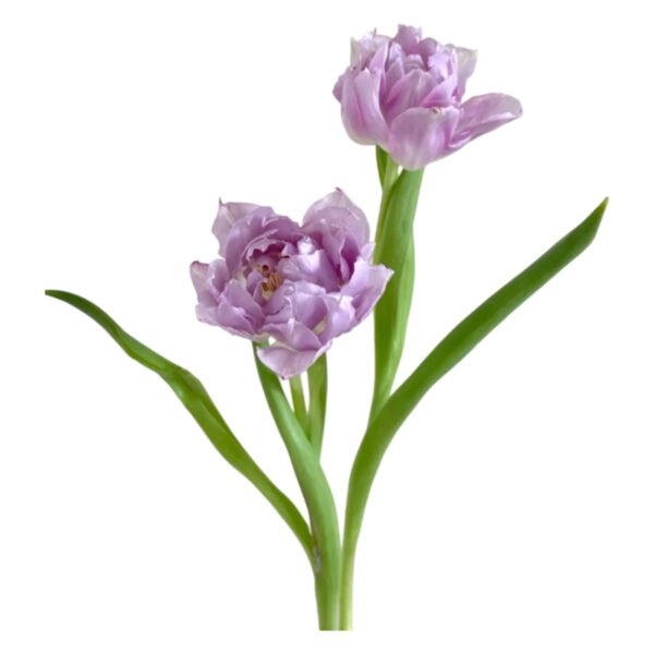 Fresh Cut Tulips A Grade Long Stem Cut Flowers Wholesale Cold Chain Export Globally