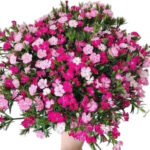 Fresh Cut Dianthus, Yunnan Kunming A Grade Cut Filler Flowers Wholesale Supply