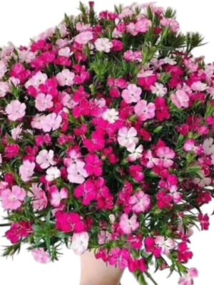 Fresh Cut Dianthus, Yunnan Kunming A Grade Cut Filler Flowers Wholesale Supply