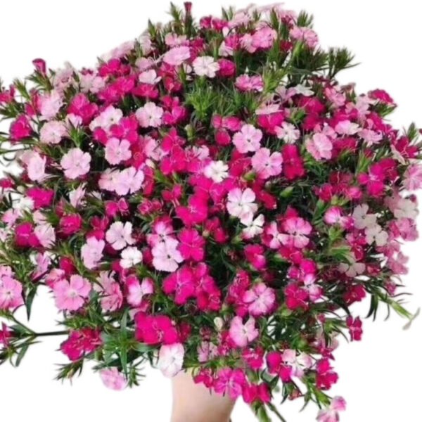 Fresh Cut Dianthus, Yunnan Kunming A Grade Cut Filler Flowers Wholesale Supply