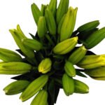 Premium Fresh Cut Lilies Bi-color Lily Wholesale Yunnan For Wedding Bouquets, Event Centerpieces & Hotel Florals